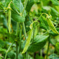 50 Mammoth MELTING SUGAR PEA Stringless Snow Pea Pisum Sativum Vegetable Seeds