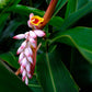 5 KAT GINGER Pink & Yellow Shell Alpinia Katsumadai Hayata Flower Herb Seeds