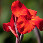 5 RED CANNA LILY Indian Shot Canna Indica Flower Seeds