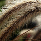 150 SWEET VERNAL GRASS Sweet Grass Vanilla Grass Anthoxanthum Odoratum Fragrant Vernalgrass Ornamental Craft Seeds