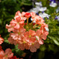50 Dwarf APRICOT VERBENA Nana Compacta Fragrant Butterfly Flower Seeds