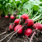 2000 CHERRY BELLE RADISH Raphanus Sativus Vegetable Seeds