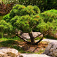 10 Japanese BLACK PINE TREE Evergreen Pinus Thunbergii Seeds