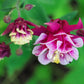 50 Double WINKY ROSE & White COLUMBINE Aquilegia Vulgaris Flower Seeds