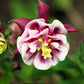 50 Double WINKY ROSE & White COLUMBINE Aquilegia Vulgaris Flower Seeds