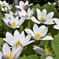 10 White BLOODROOT Sanguinaria Canadensis Shade Ground Cover Flower Seeds