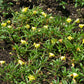 150 DWARF EVENING PRIMROSE ( Missouri Primrose / Ozark Sundrops ) Oenothera Macrocarpa syn. Missouriensis Native Yellow Flower Seeds