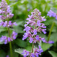 50 PERSIAN CATMINT Mussins Nepeta Racemosa Flower Seeds