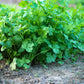 100 FIESTA Green CILANTRO / CORIANDER Coriandrum Sativum Herb Vegetable Seeds