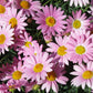 100 Rose PINK ROBINSONS DAISY Painted Chrysanthemum Coccineum Pyrethrum Flower Seeds