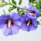25 Purple ROSE Of SHARON HIBISCUS Syriacus Flower Tree Bush Seeds