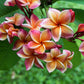 10 MIXED COLORS PLUMERIA Seeds - Lei Flower Frangipani Mix Fragrant Shrub Small Tree Pink Red Yellow White Peach Two Tone