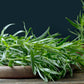 100 TARRAGON -  Kitchen / Common / Dragons Wort - Artemisia Dracunculus Flower Culinary Herb Seeds