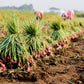 100 SCARLET BANDIT Bunching ONION Red Allium Cepa Vegetable Seeds