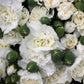 50 WHITE CARNATION Dianthus Caryophyllus Grenadin Flower Seeds