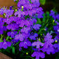 200 CRYSTAL PALACE LOBELIA Regatta Purple Blue Lobelia Erinus Flower Seeds