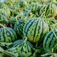 50 TENDERSWEET ORANGE WATERMELON Orange Flesh Citrullus Lanatus Fruit Melon Seeds