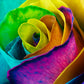 Make Your Own - 5 RAINBOW ROSE BUSH Seeds Shrub Rosa Flower