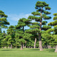 10 Japanese BLACK PINE TREE Evergreen Pinus Thunbergii Seeds