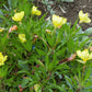 150 DWARF EVENING PRIMROSE ( Missouri Primrose / Ozark Sundrops ) Oenothera Macrocarpa syn. Missouriensis Native Yellow Flower Seeds