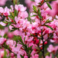 5 DWARF RUSSIAN ALMOND Prunus Tenella Rose Red Pink Fragrant Flower Shrub Seeds