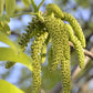 5 ENGLISH WALNUT aka Common, Hardy Carpathian, Persian Nut Fruit Tree Juglans Regia Orientis Seeds