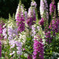 1000 DWARF FOXY MIX FOXGLOVE Digitalis Purpurea Flower Seeds