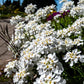 1000 WHITE EMPRESS CANDYTUFT Iberis Amara Groundcover Flower Seeds