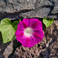 50 SCARLET O'Hara MORNING GLORY Red Ipomoea Nil Flower Vine Seeds