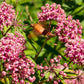 75 RED SWAMP MILKWEED Asclepias Incarnata Flower Seeds