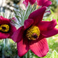 10 RED ANEMONE Pulsatilla Vulgaris PASQUE Flower Seeds