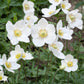5 MADONNA ANEMONE Sylvestris White & Yellow Flower Seeds