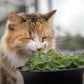 1000 HEIRLOOM CATNIP Nepeta Cataria Herb Flower Seeds