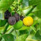 5 PHYSIC NUT Barbados Purging JATROPHA Curcas Shrub Tree Bio-Diesel Seeds