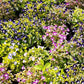 10 KAUAI MIX TORENIA Fournieri Sun or Shade Wishbone Flower Seeds - Mixed Colors 2 Tone Blue Red Pink