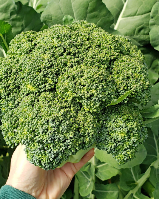 1000 CALABRESE BROCCOLI ITALIAN Green Sprouting Vegetable Brassica Seeds