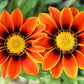 30 Mixed Colors GAZANIA Rigens Treasure Flower Seeds