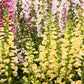 1000 DWARF FOXY MIX FOXGLOVE Digitalis Purpurea Flower Seeds