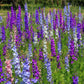 100 ROCKET LARKSPUR DELPHINIUM Consolida Giant Imperial Mixed Colors Flower Seeds