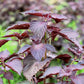 300 PURPLE SHISO aka PERILLA Frutescens Ornamental Herb Seeds Green & Purple
