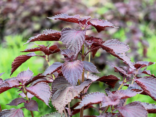 300 PURPLE SHISO aka PERILLA Frutescens Ornamental Herb Seeds Green & Purple