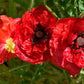 1000 Mixed Colors DOUBLE SHIRLEY POPPY Papaver Rhoeas Flower Seeds