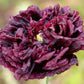 250 BLACK PEONY POPPY Papaver Peoniflorum Flower Seeds