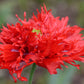 100 Red OASE PEONY POPPY Papaver Peoniflorum Double Flower Seeds