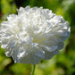 250 Organic PEONY POPPY MIX Papaver Paeoniflorum Mixed Colors Red, White, Pink, Black, Purple, Salmon, Bronze, Lilac, & Bicolor Flower Seeds