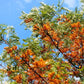 35 SILKY OAK TREE Orange Flower Southern Silver Oak Grevillea Robusta Seeds