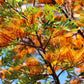 35 SILKY OAK TREE Orange Flower Southern Silver Oak Grevillea Robusta Seeds