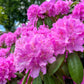 50 Rosebay RHODODENDRON Maximum White Pink Laurel Bush Shrub Flower Seeds