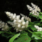 10 SOLOMON'S SPIKE White Western False Seal Maianthemum Racemosum Flower Seeds