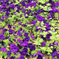 100 PURPLE PETUNIA Hybrida Pollinator Garden Container Flower Seeds